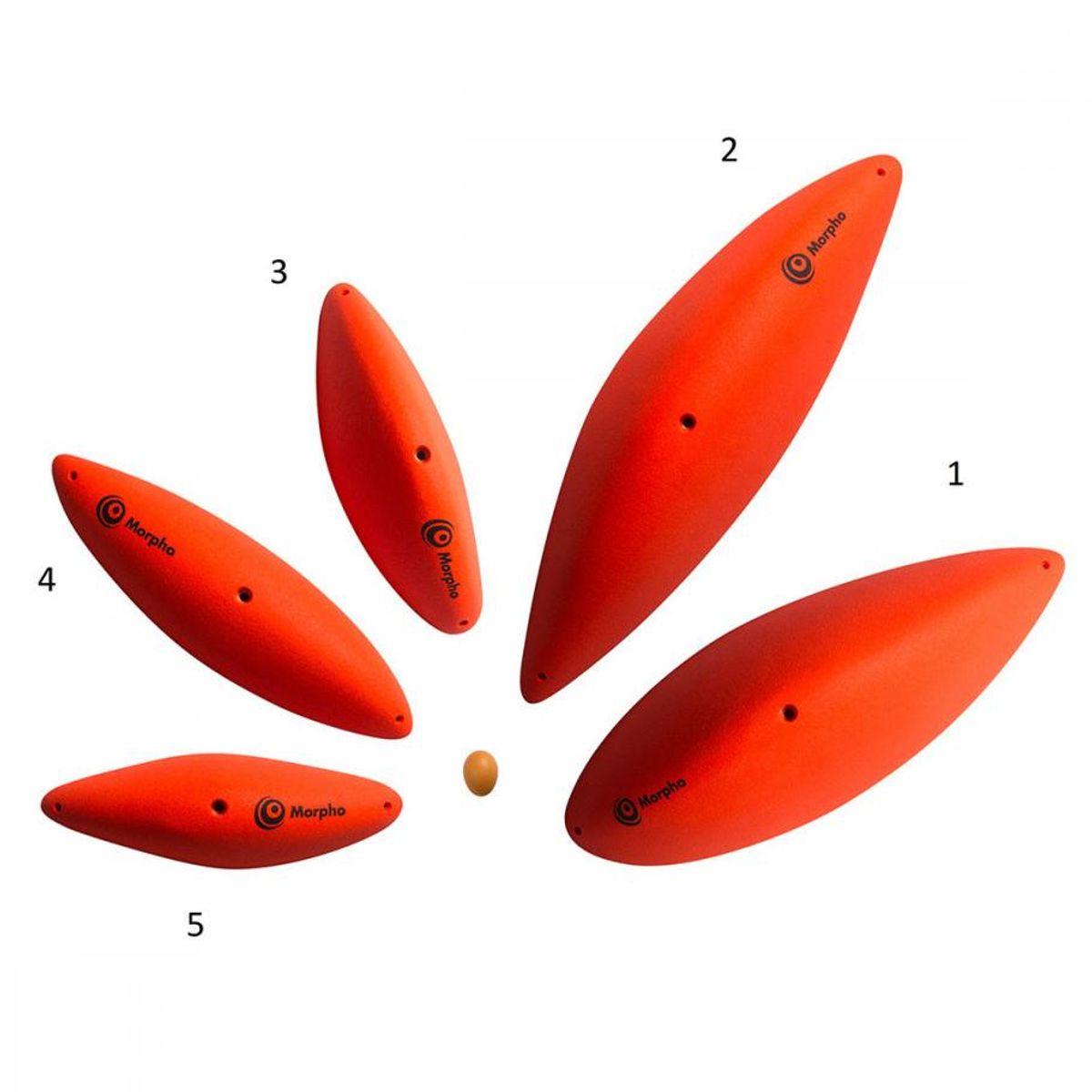 Morpho Pinches V.007